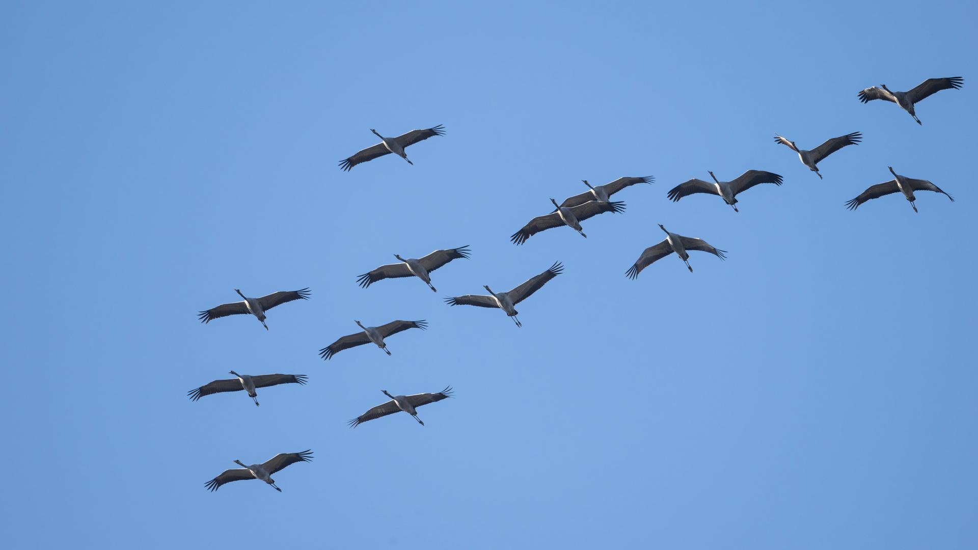 Kraniche fliegen auf ihrem Frühjahrszug über Wilnsdorf in Nordrhein-Westfalen