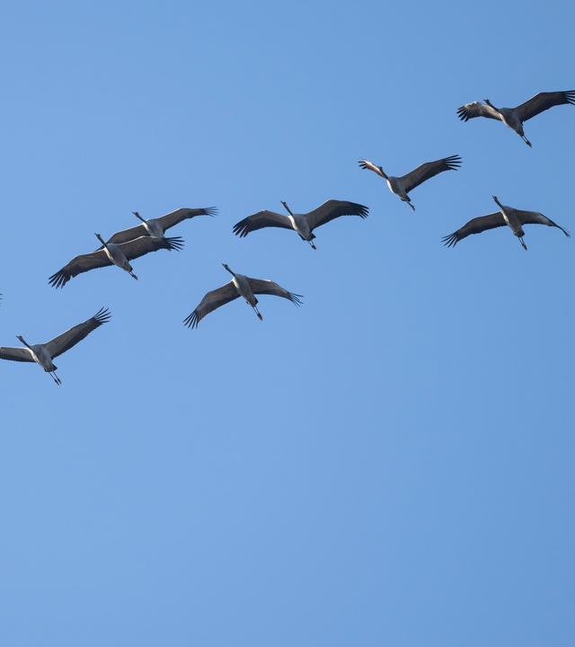 Kraniche fliegen auf ihrem Frühjahrszug über Wilnsdorf in Nordrhein-Westfalen