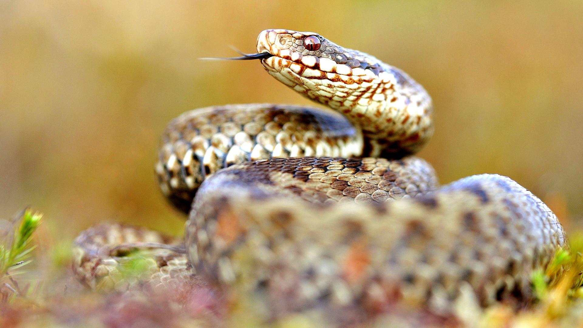 Zusammengekringelte züngelnde Kreuzotter in Nahaufnahme.