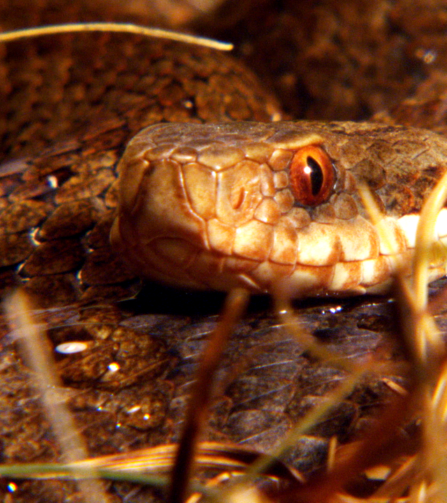 Zusammengekringelte Kreuzotter in Nahaufnahme.