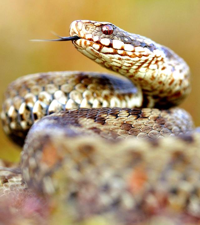 Zusammengekringelte züngelnde Kreuzotter in Nahaufnahme.