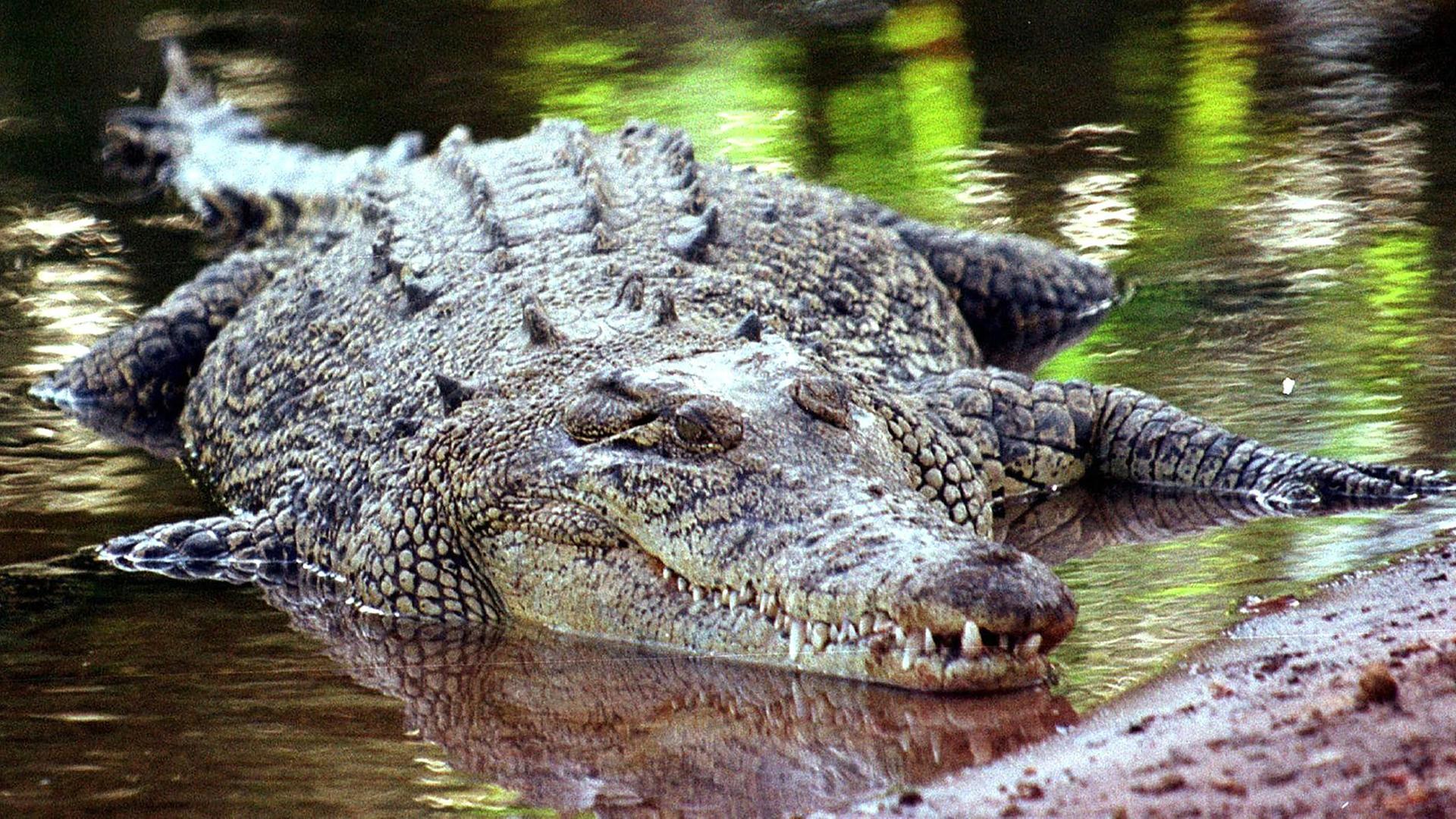 Krokodil in Australien, aufgenommen am 03.09.2013 