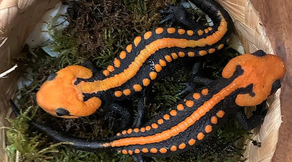 Zwei Krokodilmolche mit leuchtend orangem Kopf sowie orangefarbenem Streifen und Punkten liegen in einem Körbchen.