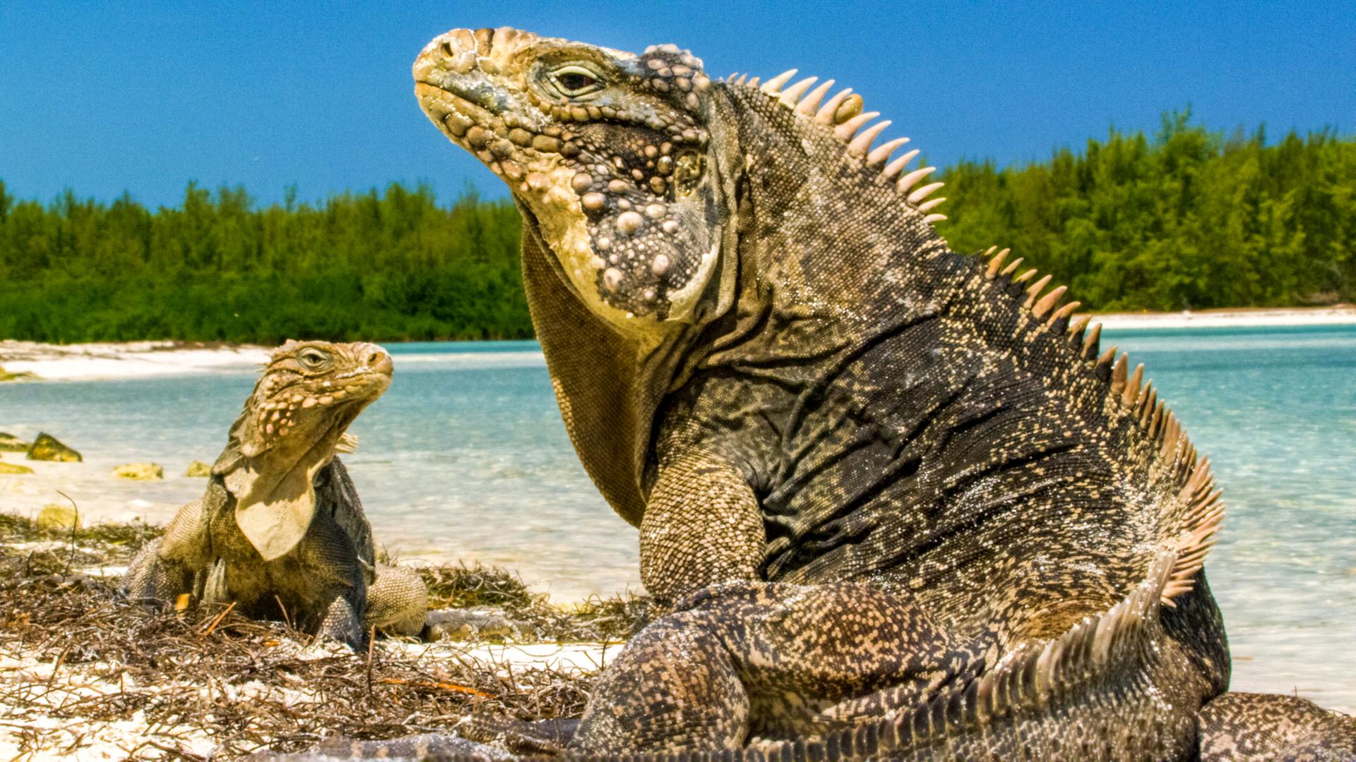 Leguan.