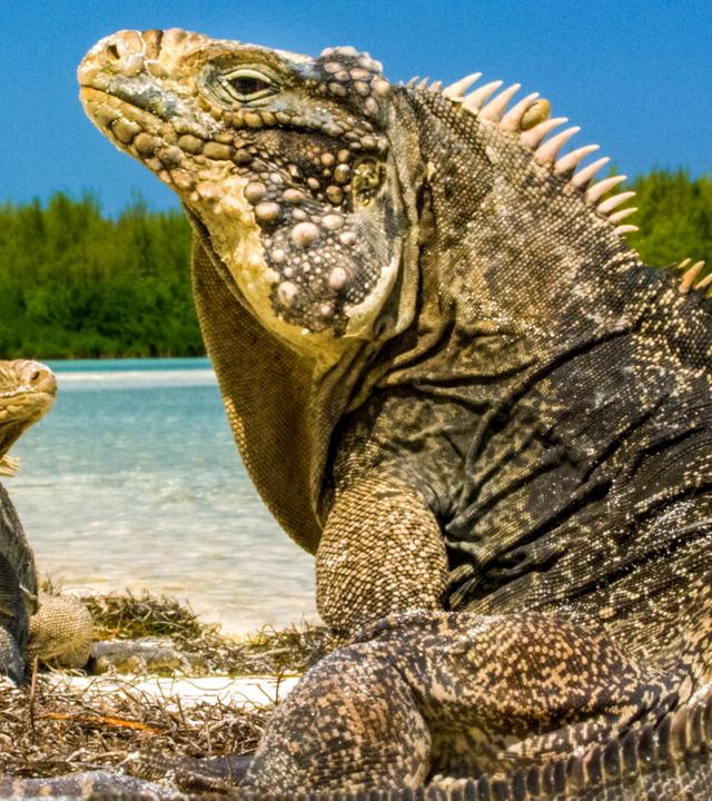 Leguan.