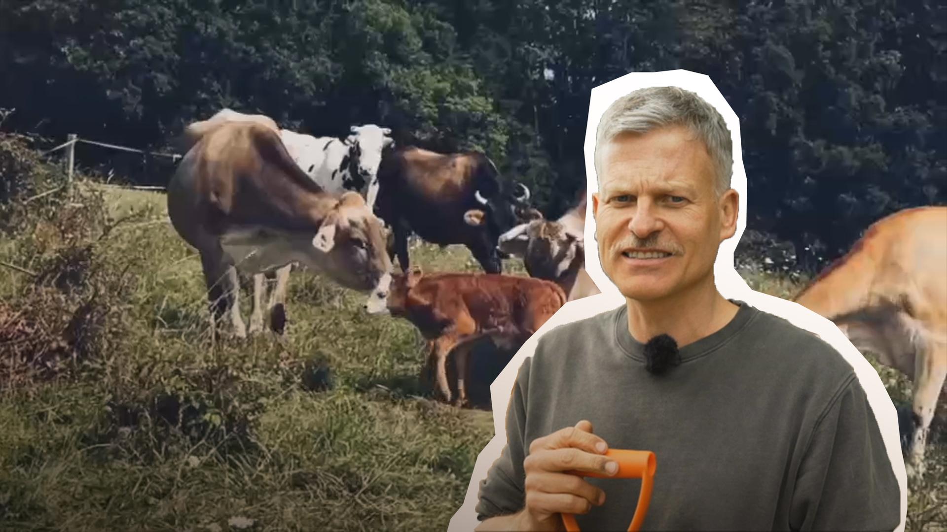 Altersheim für Kühe