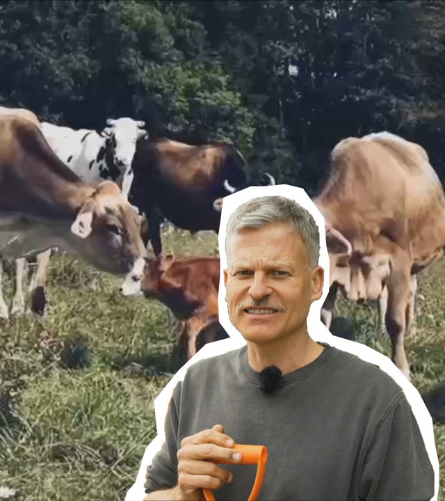 Altersheim für Kühe