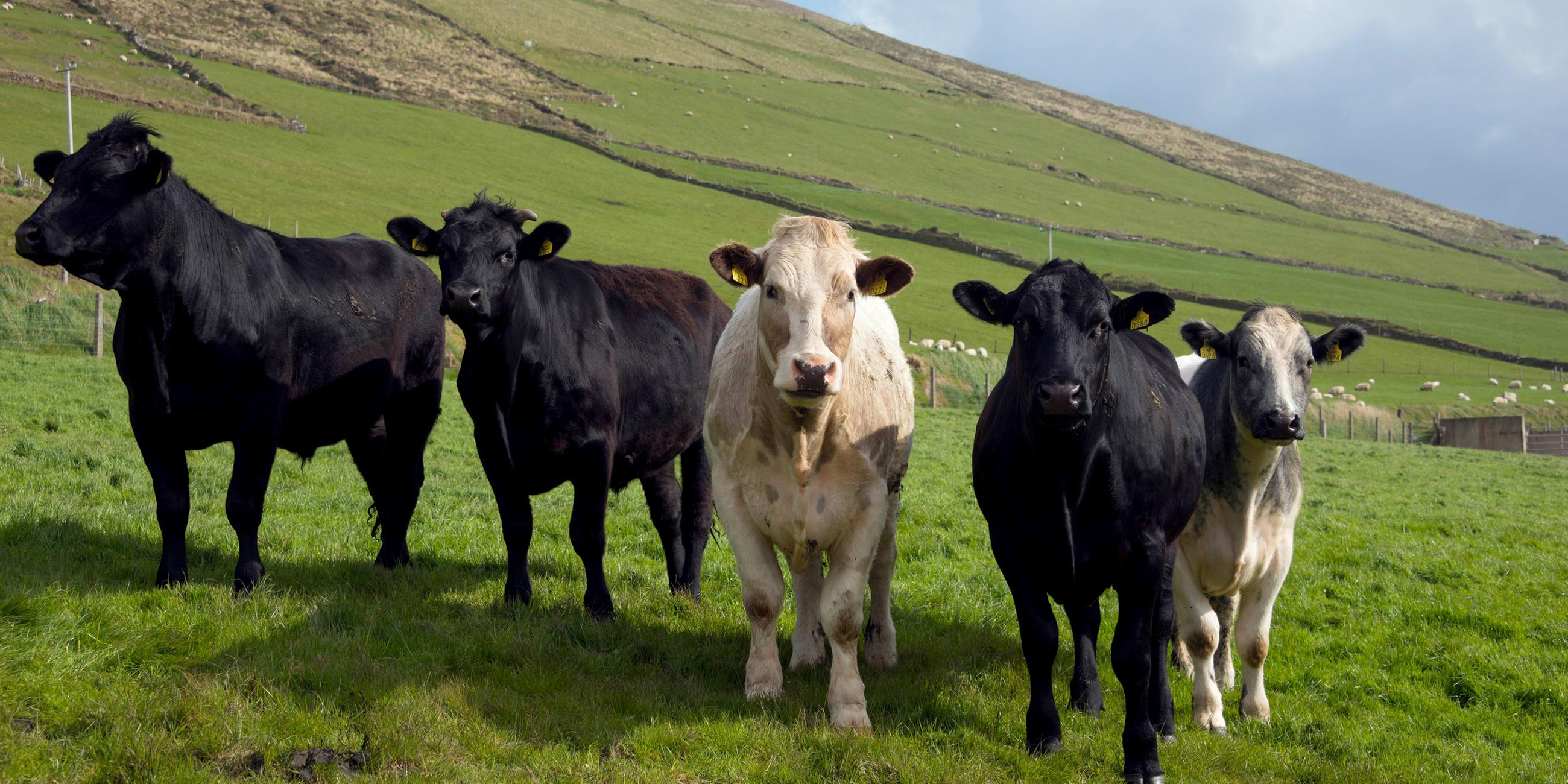 Rinder stehen auf einer Weide in Irland