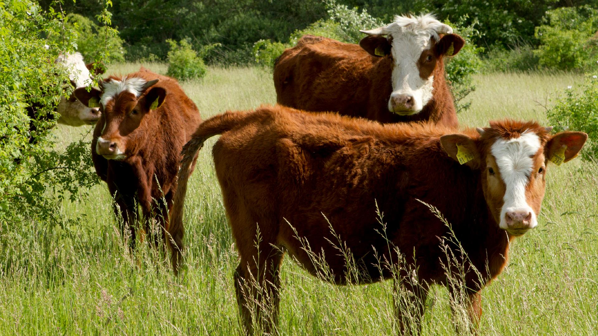Mehrere braune Kühe mit weißen Flecken stehen auf einer Grünen Wiese.