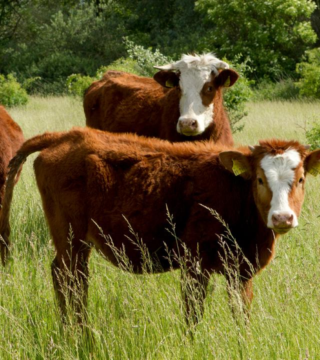 Mehrere braune Kühe mit weißen Flecken stehen auf einer Grünen Wiese.