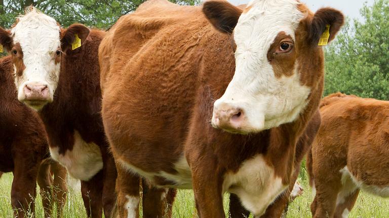 Mehrere braune Kühe mit weißen Flecken stehen auf einer Grünen Wiese.
