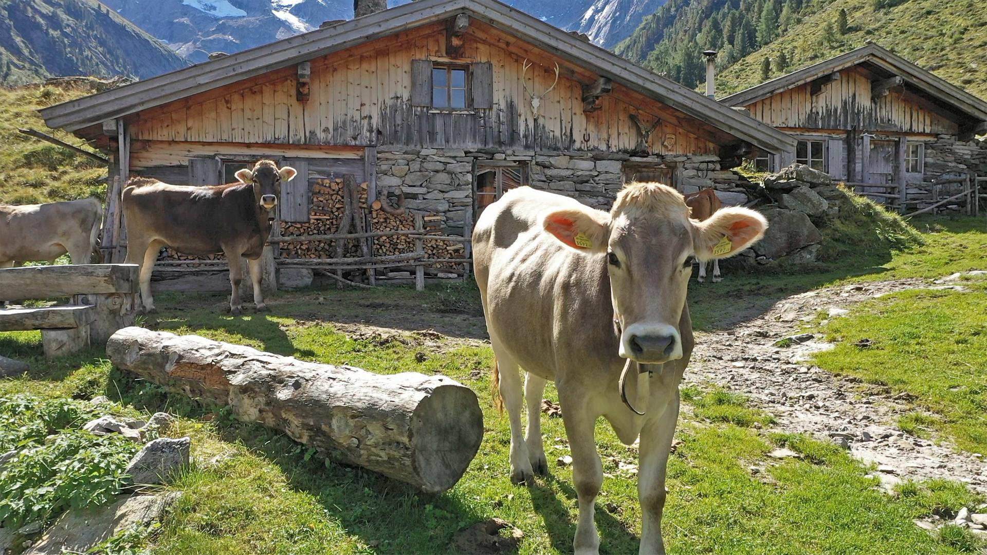 Kühe auf der Alm