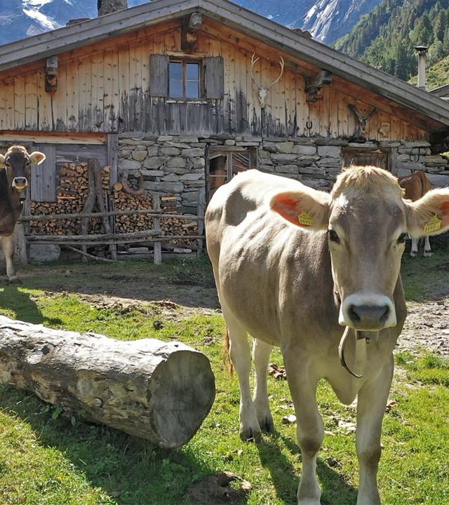 Kühe auf der Alm