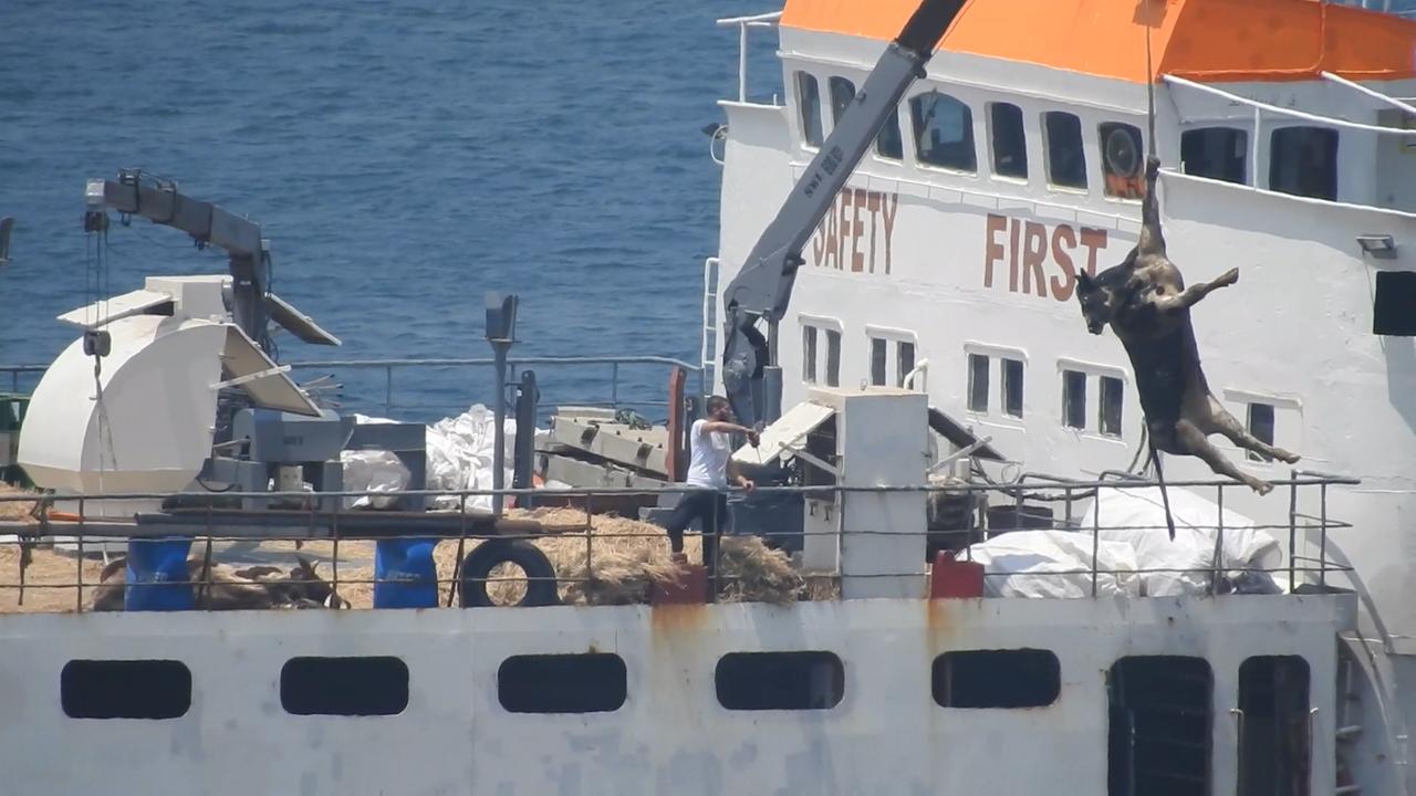 Geheimsache Tiertransporte - Wenn Gesetze nicht schützen 