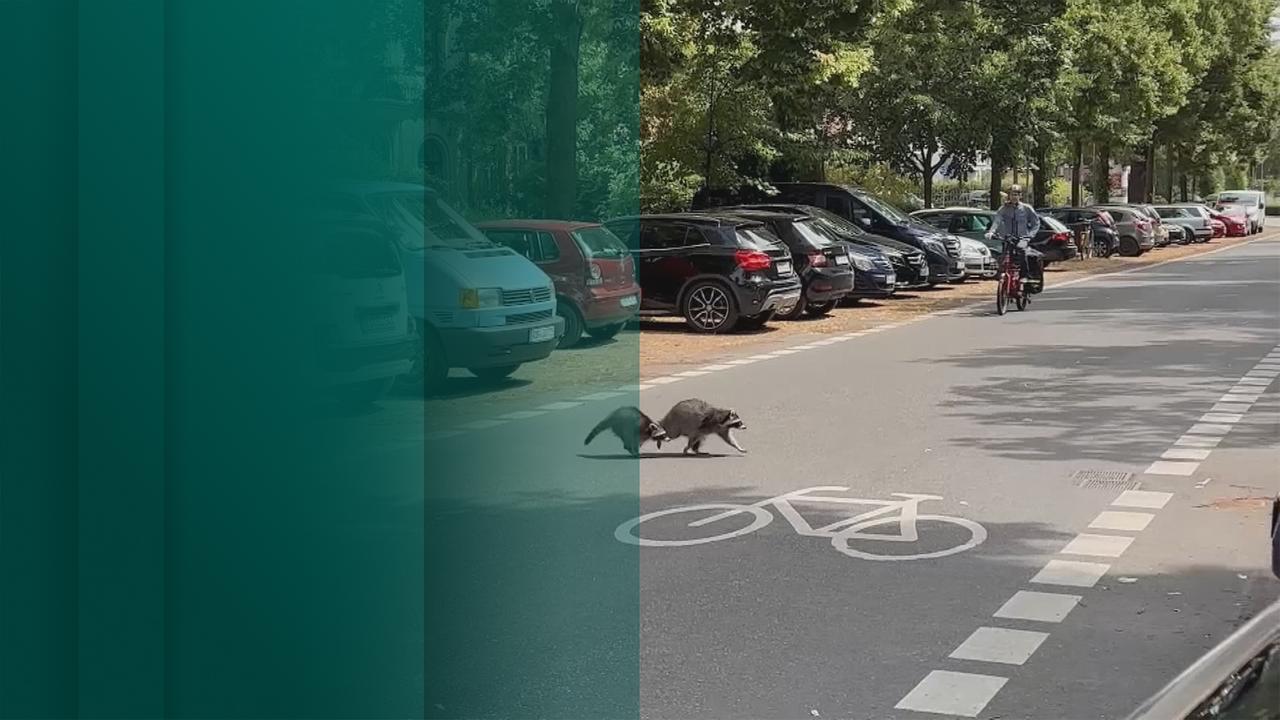 Waschbären richten Schäden in Kassel an