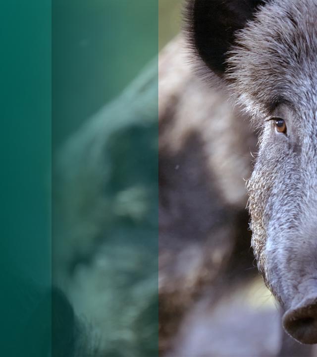 Kurzdoku Wildschweine