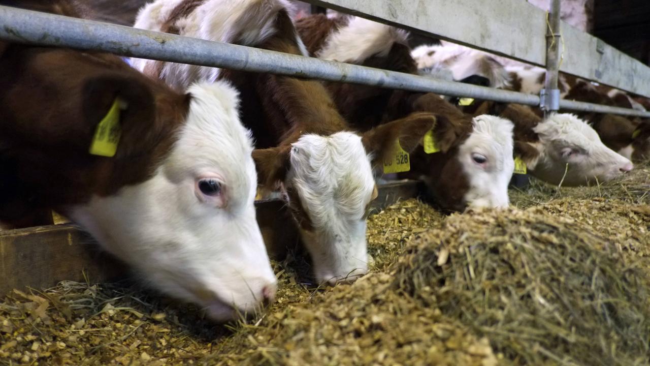 Was Ist Artgerechte Tierhaltung - smarterinspire