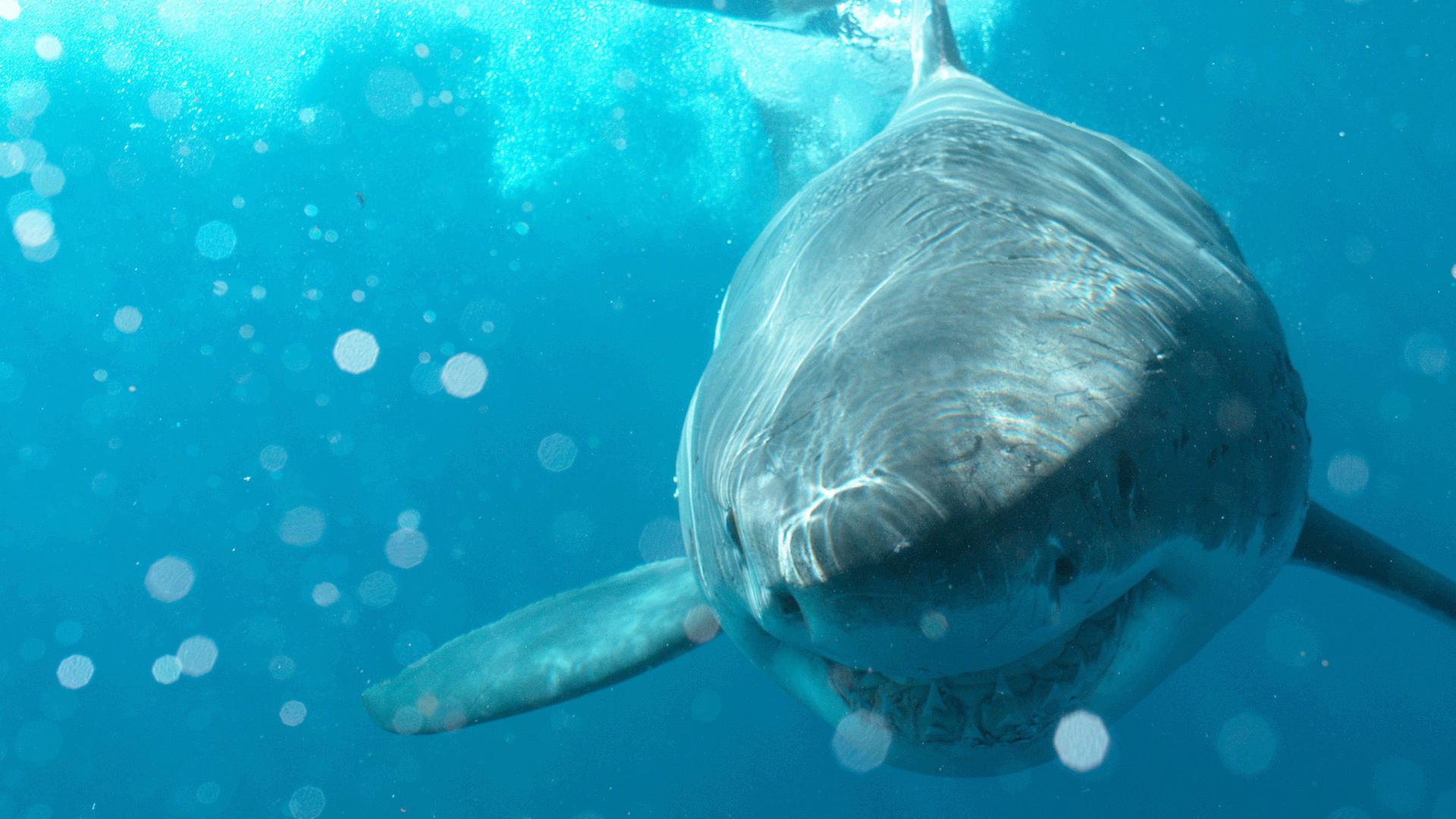 Ein Weißer Hai schwimmt durch Wasser.