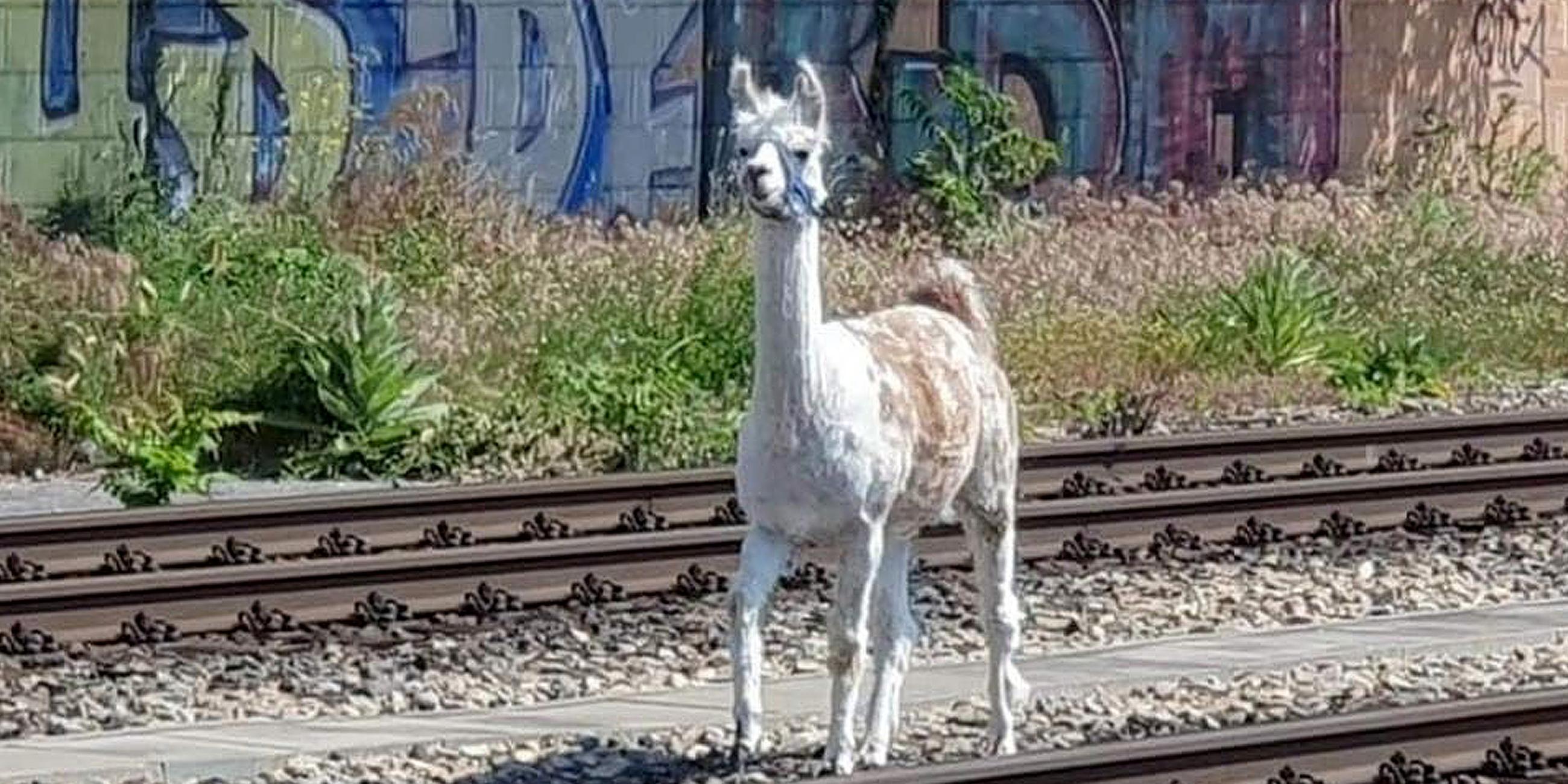 Lamas legen wichtige Wiener Bahnstrecke lahm