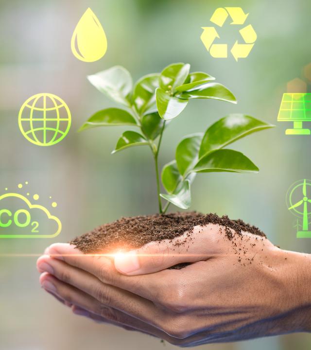 Eine kleine grüne Pflanze in der Hand