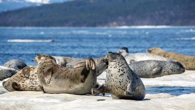 Terra X Dokumentationen Und Kurzclips - Wale, Robben, Riesenbären - Das Ochotskische Meer