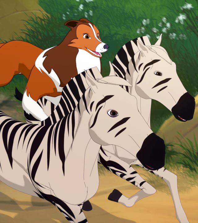 Lassie treibt ein paar ausgebüxte Zebras wieder zusammen.