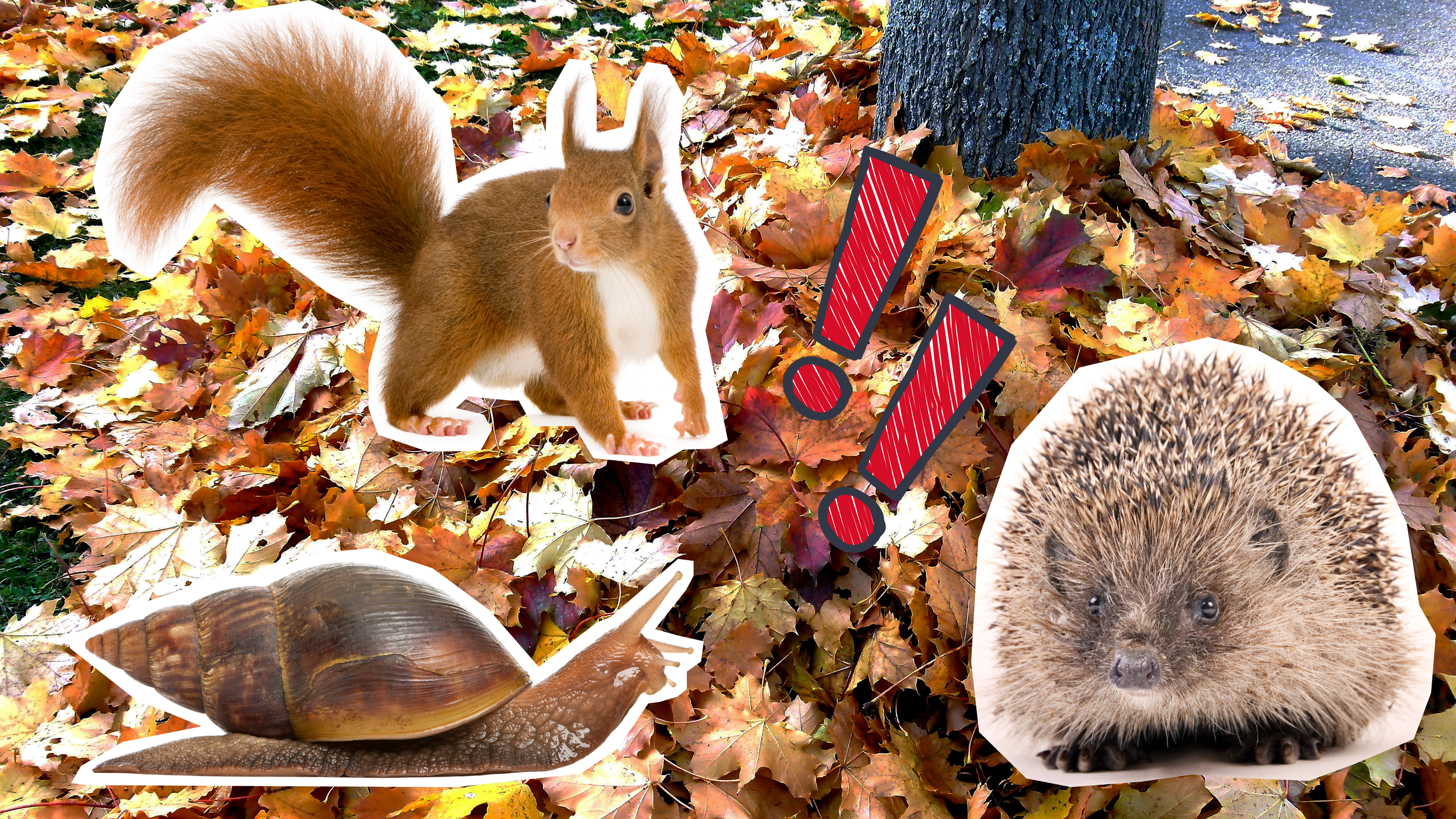 Laubhaufen mit Eichhörnchen, Schnecke und Igel
