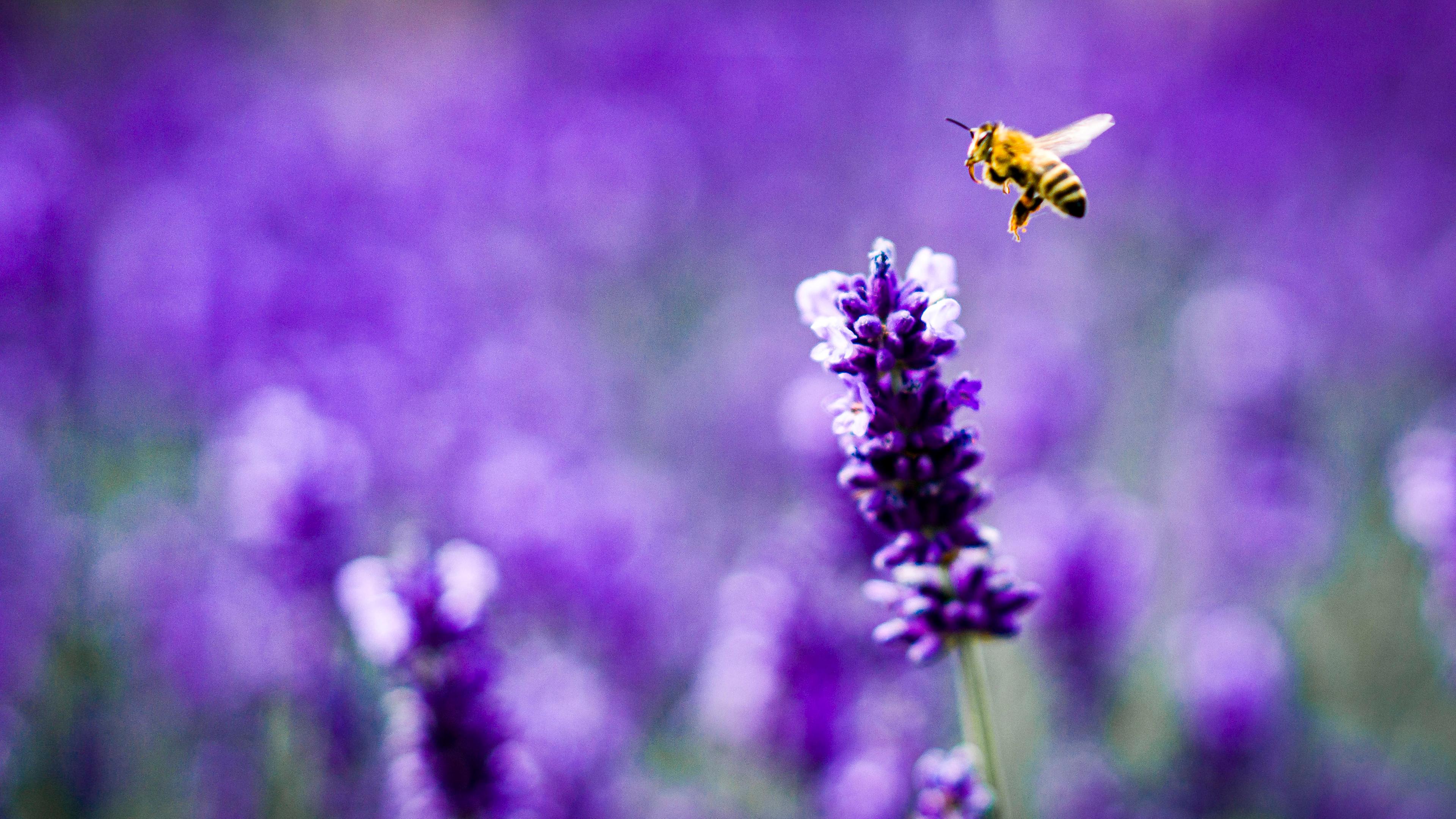 Archiv: Eine Biene landet auf einer Blüte eines Lavendelstrauchs