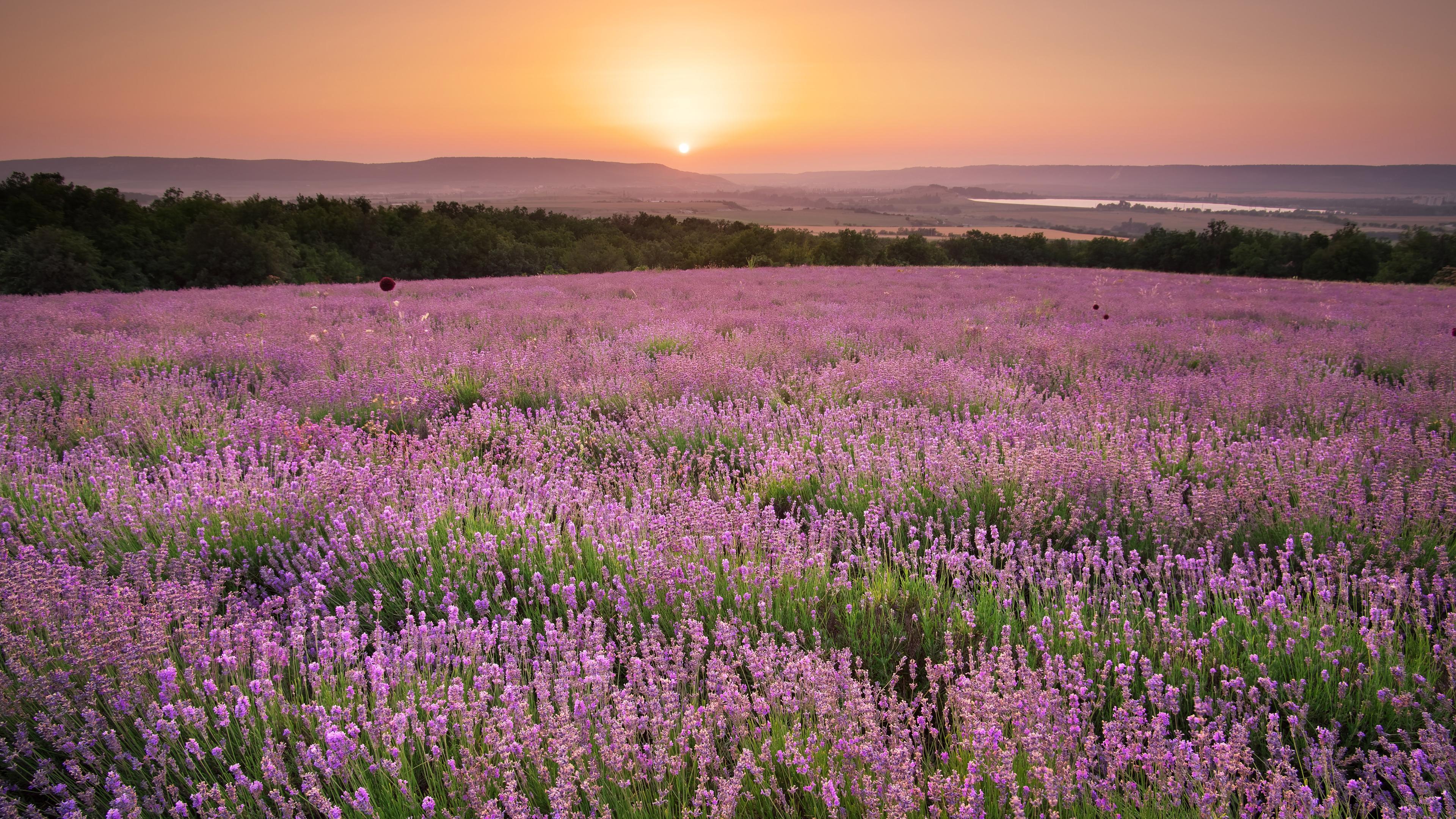 Lavendelfeld bei Sonnenuntergang