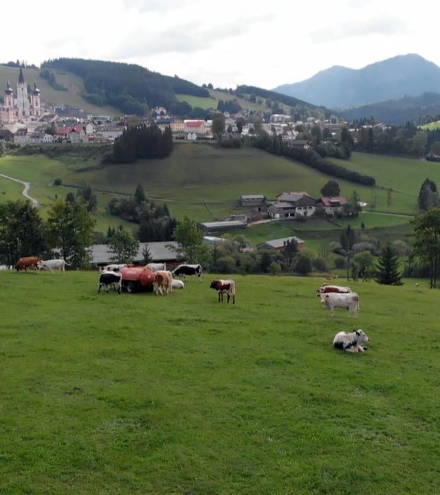 Das Bild zeigt eine ländliche Szene im Mariazellerland, einer Region in Österreich. Im Vordergrund erstreckt sich eine grüne Wiese auf der mehrere Kühe grasen. Einige Tiere liegen entspannt auf dem Boden, während andere sich aktiv bewegen. In der Mitte des Bildes sieht man einen roten landwirtschaftlichen Anhänger.  Im Hintergrund befindet sich die Stadt Mariazell, die von sanften Hügeln umgeben ist. Die markante Basilika von Mariazell mit ihren zwei Türmen ist ein auffälliges Merkmal der Stadt. Darüber hinaus sind mehrere Häuser und Gebäude in einer landschaftlichen Umgebung sichtbar. Die Hintergründe bilden Pflanzen, Bäume und sanfte Hügel, die sich bis zu den Bergen im Hintergrund erstrecken.  Der Himmel ist teilweise bewölkt, was der Szenerie eine ruhige, ländliche Atmosphäre verleiht. Die Gesamterscheinung vermittelt einen Eindruck von Naturverbundenheit und traditionellem ländlichem Leben.