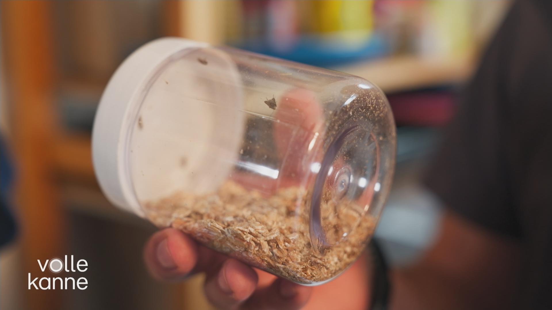 Ein Glas mit Müsli in dem sich eine Lebensmittelmotte aufhält