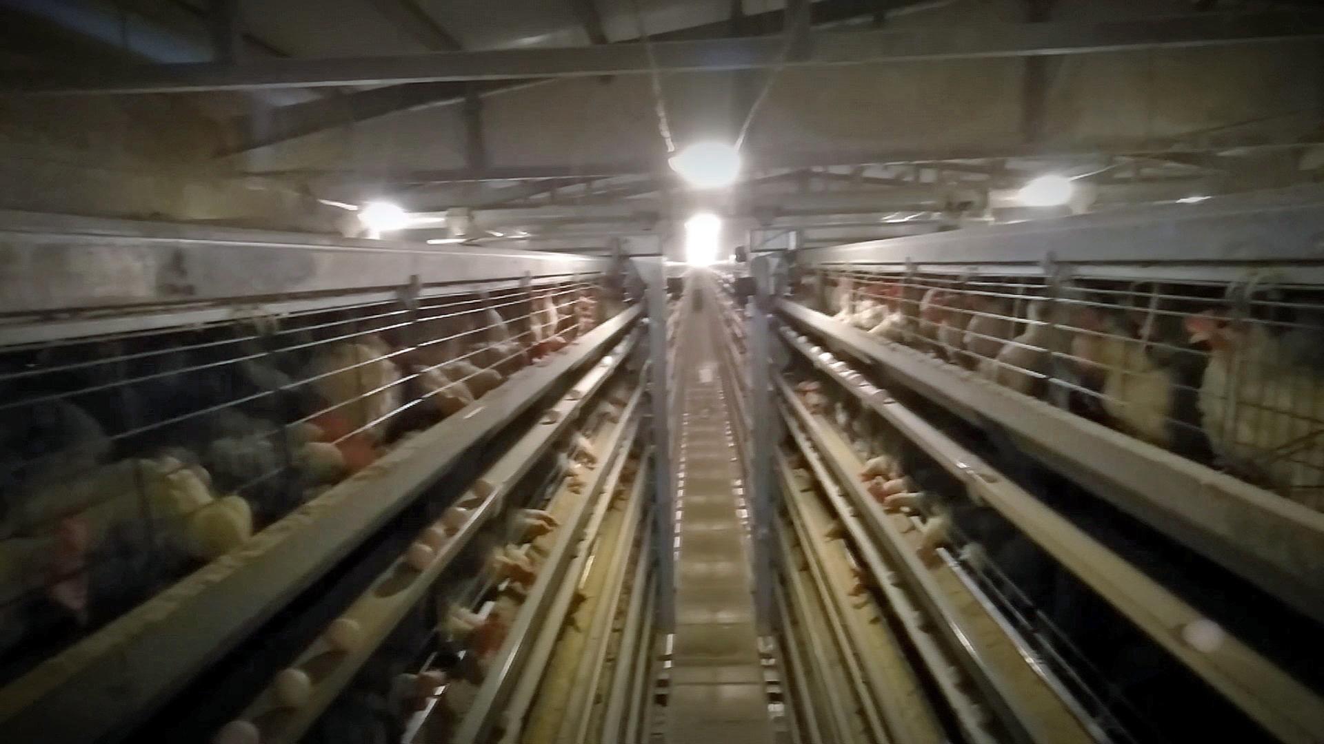 Legebatterie in der Ukraine