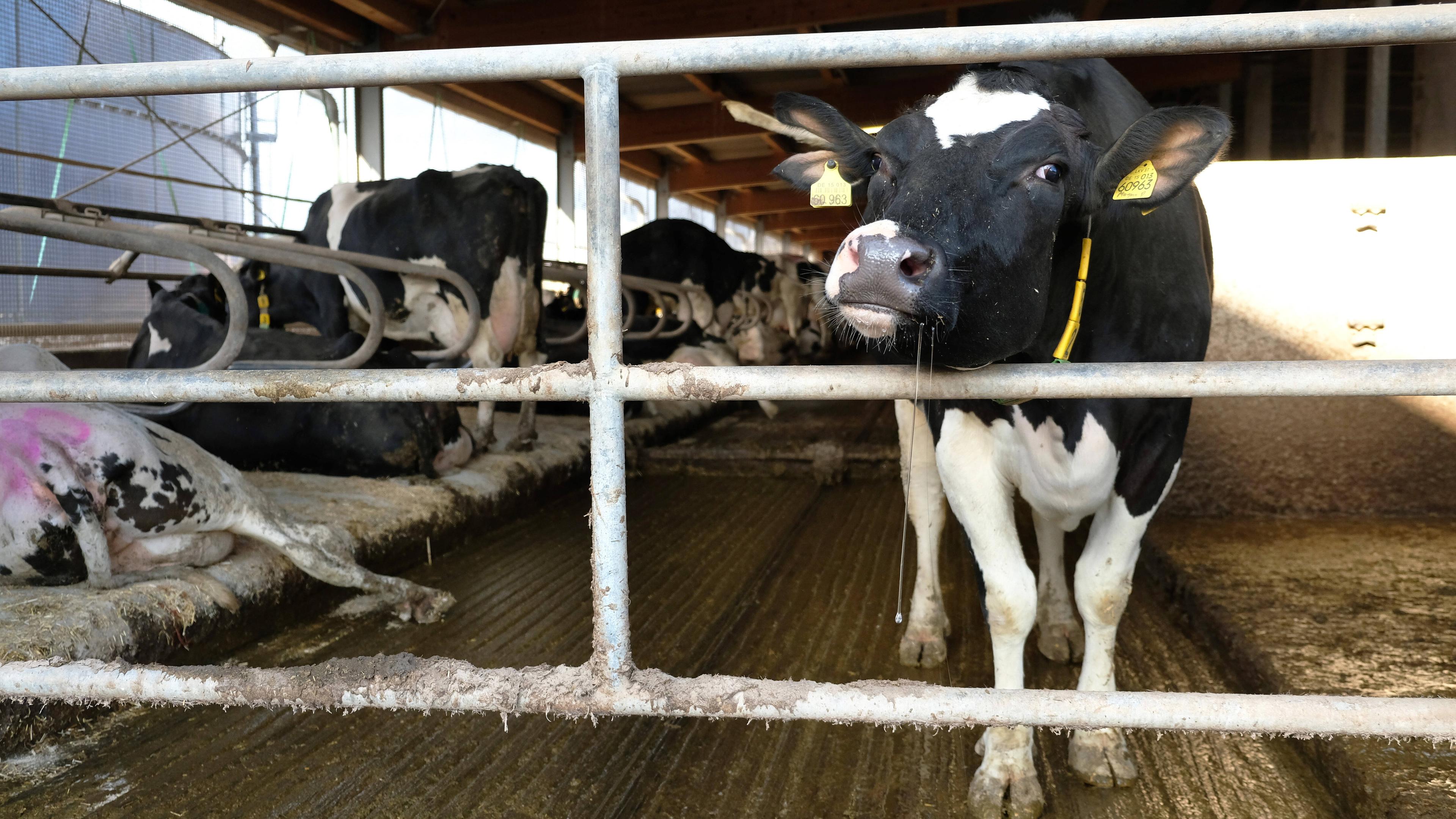 Kühe im Kuhstall