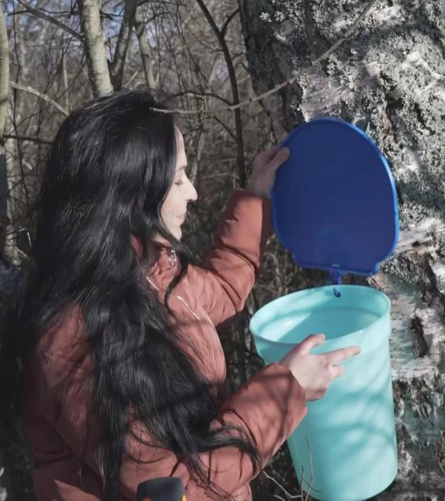 Lettland: Der Frühling riecht nach Birkensaft