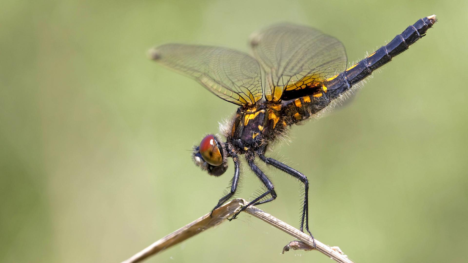 Libelle sitzt auf einem Ast