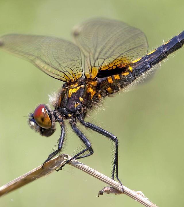 Libelle sitzt auf einem Ast