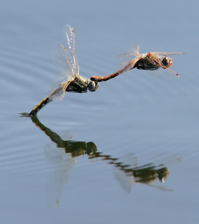 Libelle Löwenzahn Doku