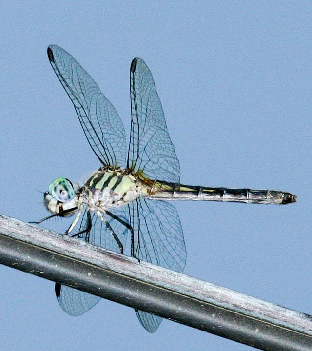 Libelle Löwenzahn Doku