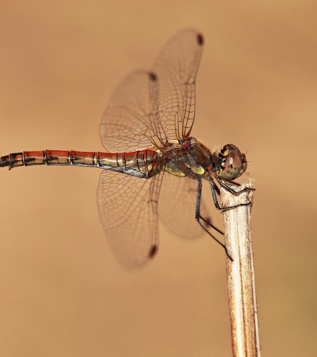 Libelle Löwenzahn Doku