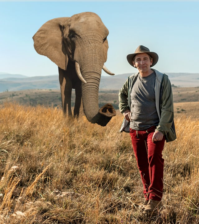 Fritz steht in der Savanne - im Hintergrund steht ein Elefant