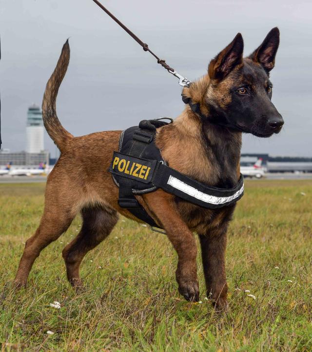 Doku Polizei Vorschau