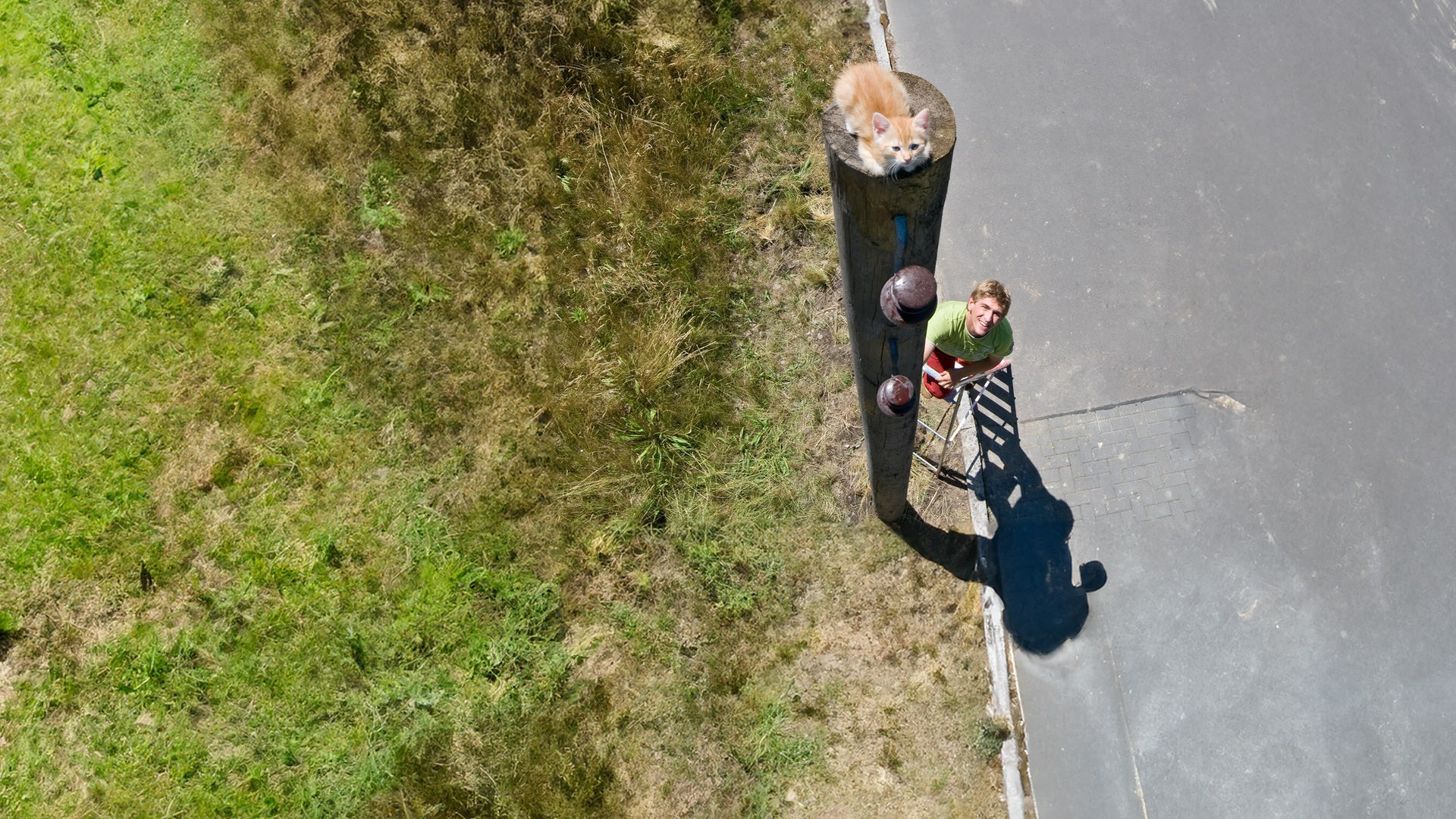 Fritz schaut zu einer Katze hoch, die auf einem hohen Pfahl sitzt