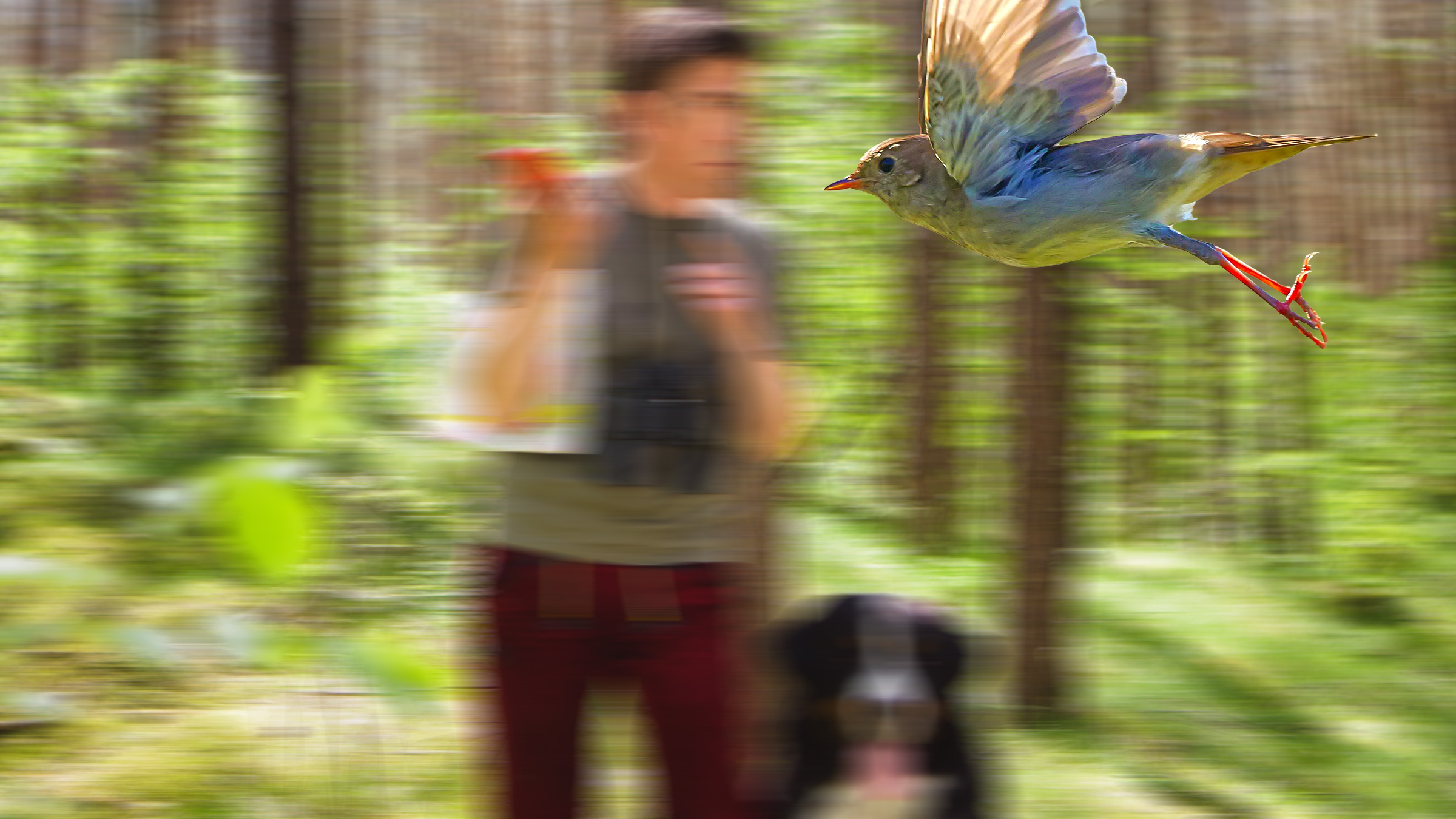 Fritz und Keks stehen im Wald - Im Vordergrund fliegt eine Nachtigall vorbei