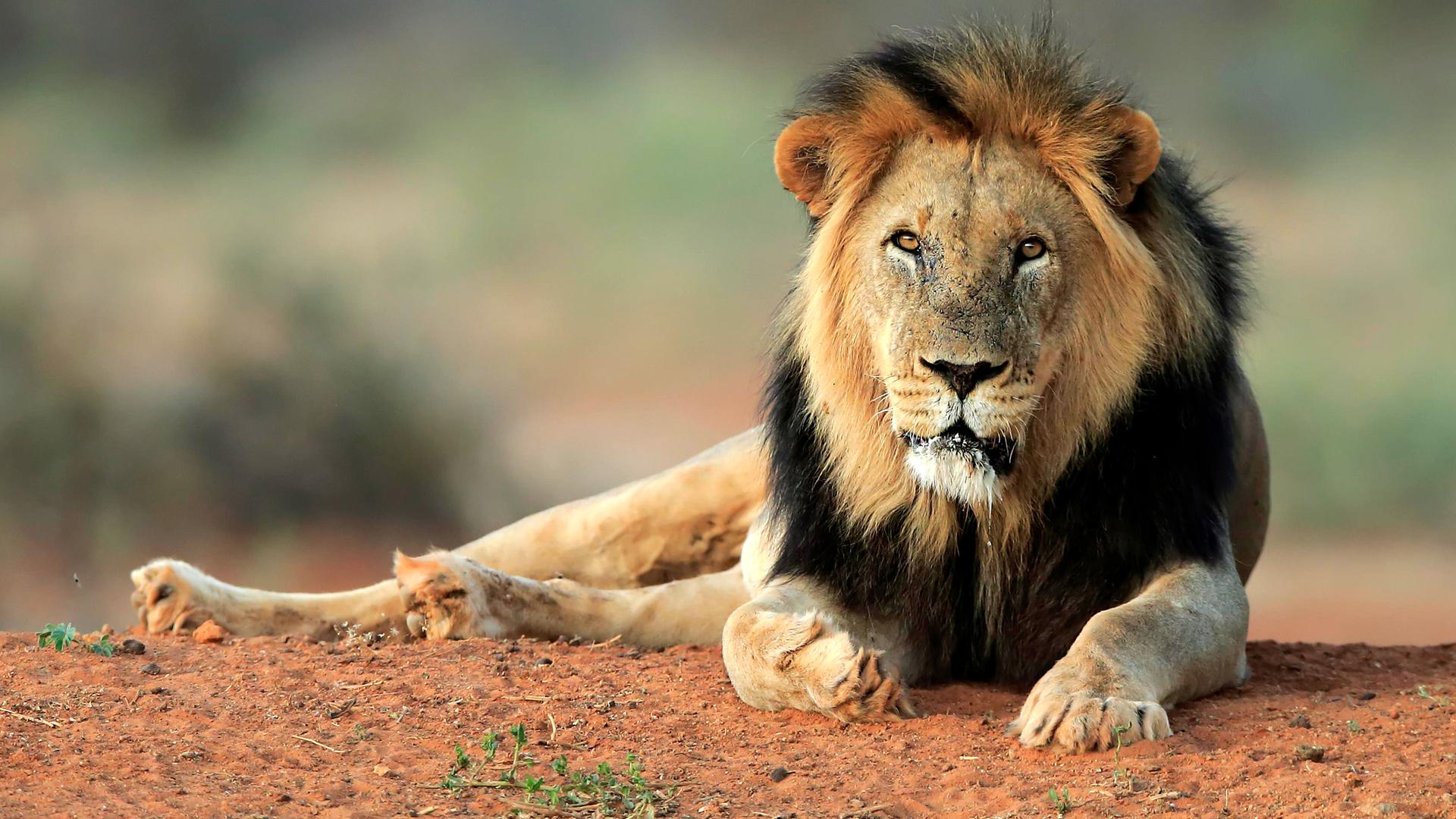 Löwe liegt auf einer Sandfläche und blickt in die Kamera