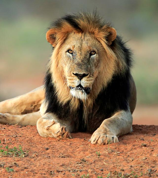 Löwe liegt auf einer Sandfläche und blickt in die Kamera