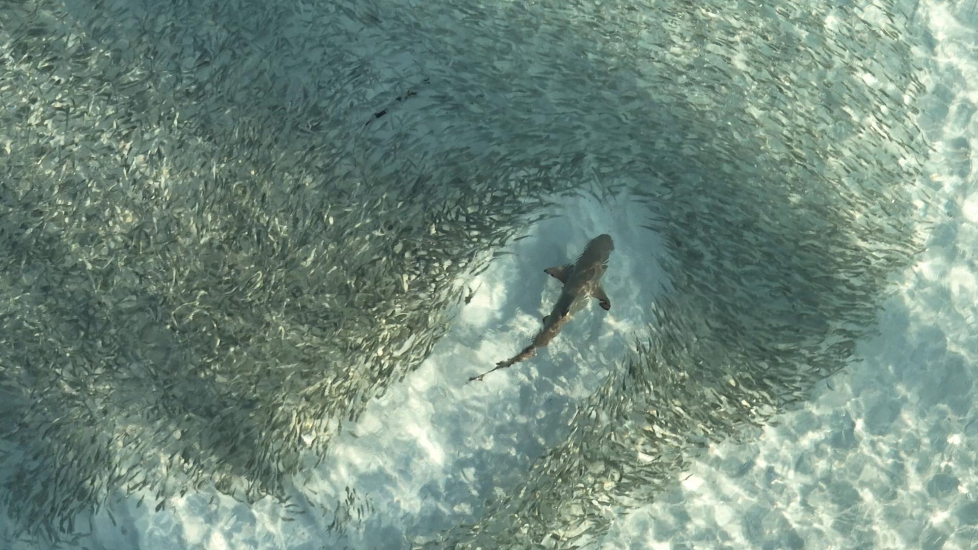 Das Bild zeigt einen Schwarm von kleinen Fischen, die in einer kreisförmigen Formation schwimmen, während ein Schwarzspitzenriffhai in der Mitte des Schwarms zu sehen ist. Der Hai hat eine länglich-geformte, graue Körperfarbe und ist teilweise im Wasser verborgen. Die Fische sind silbrig und reflektieren das Licht, was eine glitzernde Erscheinung erzeugt. Der Hintergrund des Bildes zeigt klareres Wasser, in dem der Boden des Meeres leicht sichtbar ist, was auf eine ruhige Unterwasserumgebung hinweist. Insgesamt vermittelt das Bild eine dynamische Bewegung und das Zusammenspiel zwischen Raubtier und Beute in einem marinen Ökosystem.