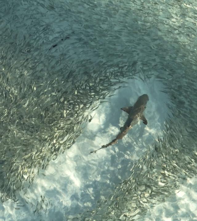 Das Bild zeigt einen Schwarm von kleinen Fischen, die in einer kreisförmigen Formation schwimmen, während ein Schwarzspitzenriffhai in der Mitte des Schwarms zu sehen ist. Der Hai hat eine länglich-geformte, graue Körperfarbe und ist teilweise im Wasser verborgen. Die Fische sind silbrig und reflektieren das Licht, was eine glitzernde Erscheinung erzeugt. Der Hintergrund des Bildes zeigt klareres Wasser, in dem der Boden des Meeres leicht sichtbar ist, was auf eine ruhige Unterwasserumgebung hinweist. Insgesamt vermittelt das Bild eine dynamische Bewegung und das Zusammenspiel zwischen Raubtier und Beute in einem marinen Ökosystem.