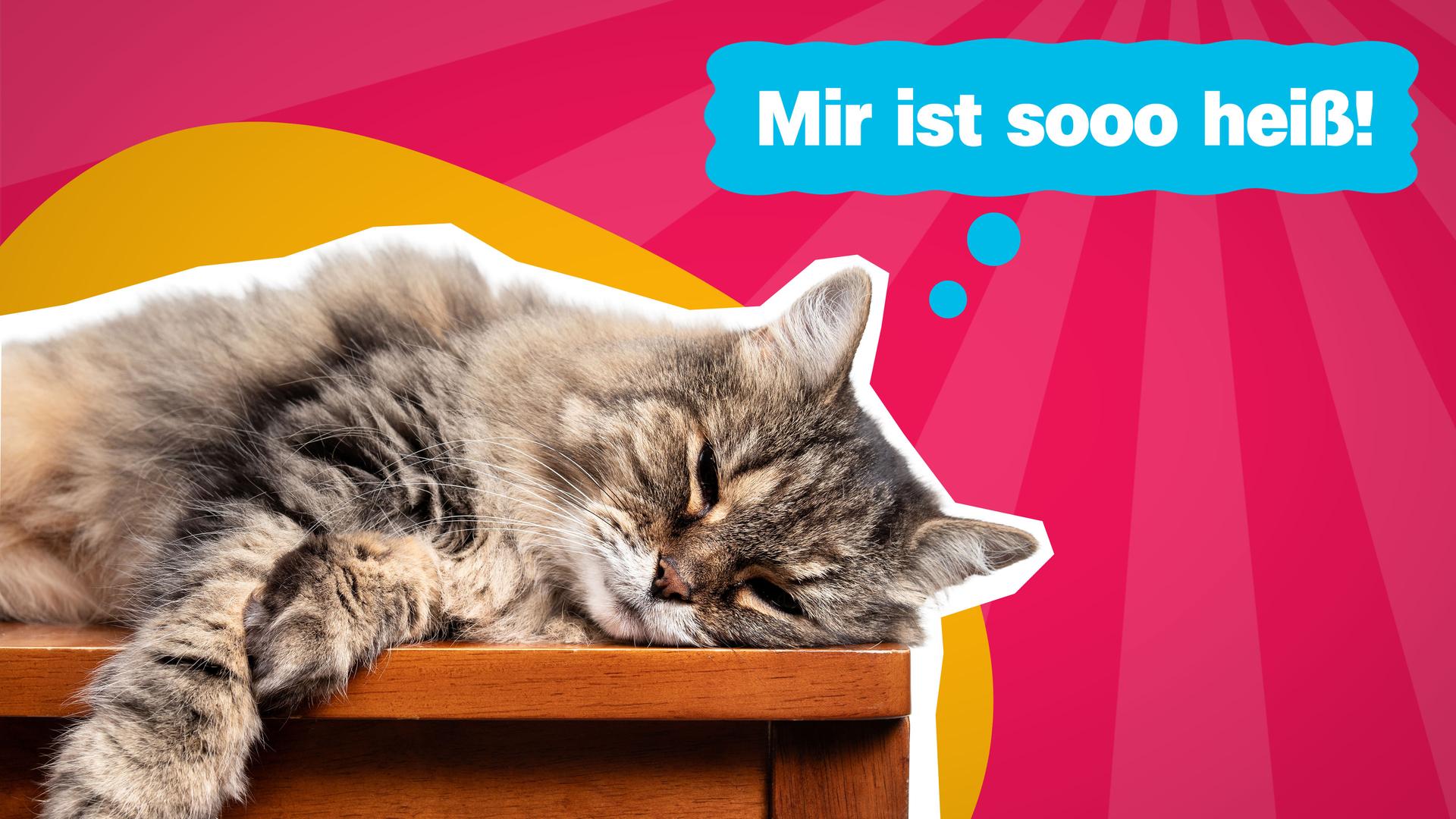 Katze mit Denkblase "Mir ist so heiß!"
