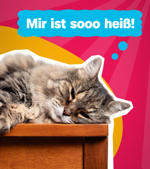 Katze mit Denkblase "Mir ist so heiß!"