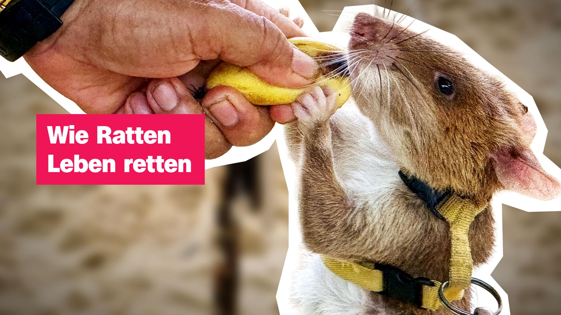 Eine Ratte mit Geschirr, darauf der Text "Wie Ratten Leben retten"
